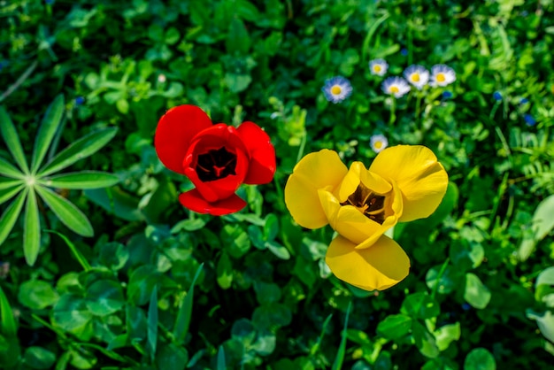 Close das tulipas selvagens no prado rural