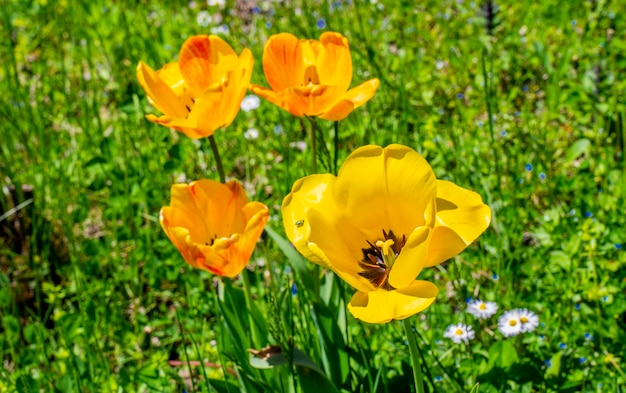 Close das tulipas selvagens no prado rural