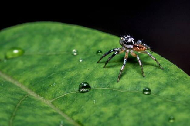 Foto close de aranha em uma folha