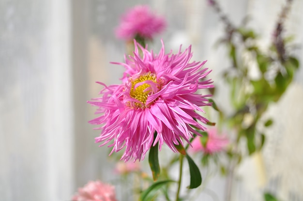 Foto close de áster rosa