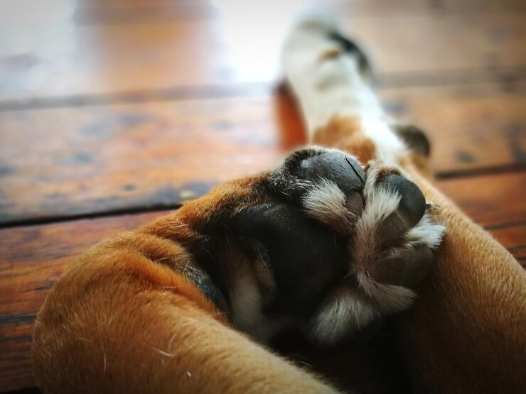 Foto close de cachorro dormindo em casa
