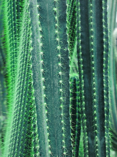 Foto close de cacto cardon verde-azulado profundo