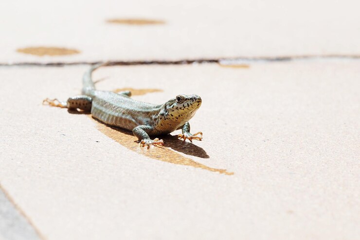 Foto close de caranguejo na areia