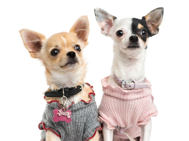 Close de chihuahuas bem vestidos, olhando para cima, isolado no branco