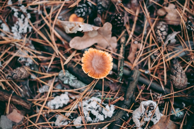 Close de cogumelo na floresta de outono na grama