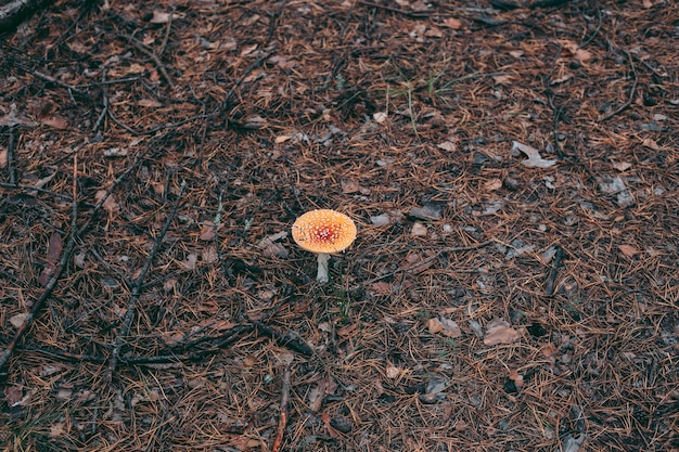 Close de cogumelo na floresta de outono na grama