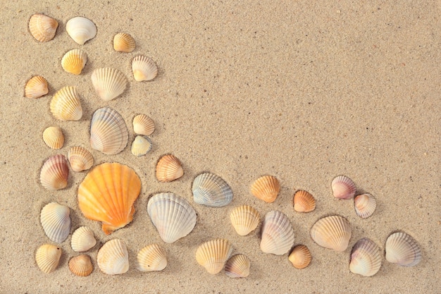 Close de conchas em um fundo de areia