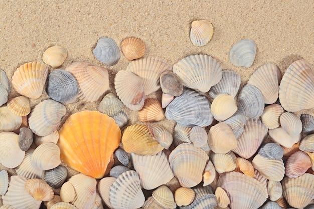 Close de conchas em um fundo de areia