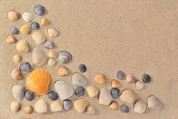 Close de conchas em um fundo de areia