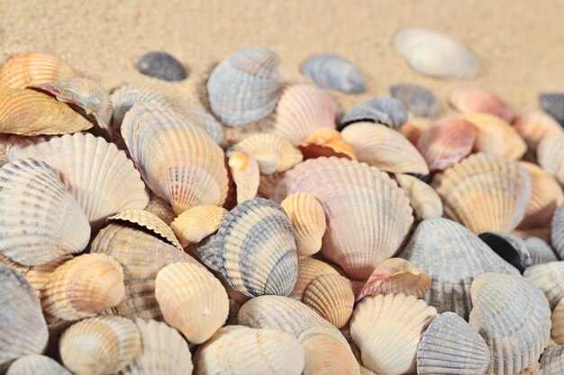 Close de conchas em um fundo de areia