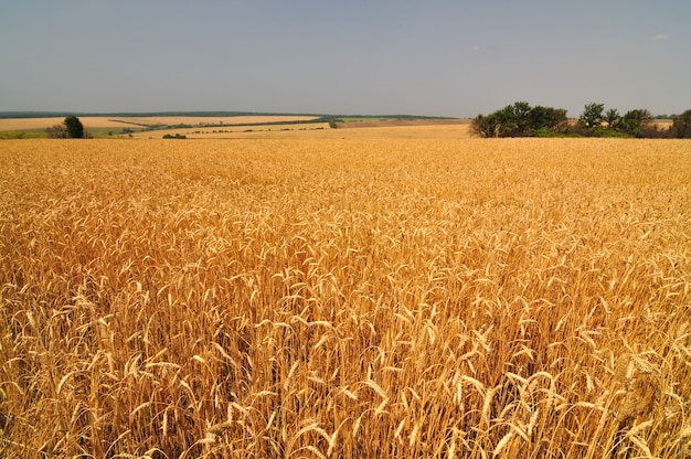 Close de espigas de trigo dourado em um dia claro de verão