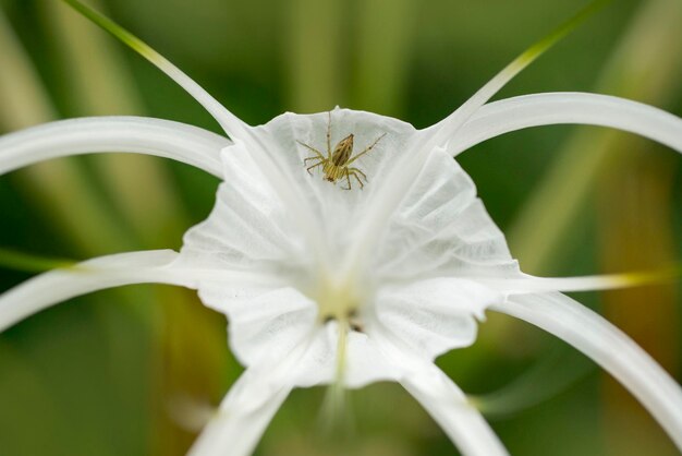 Close de flor branca