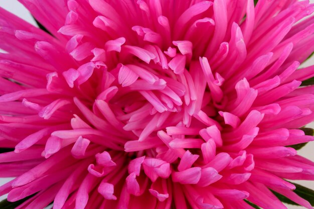 Close de flor de áster vermelho em macro fotografia de fundo branco