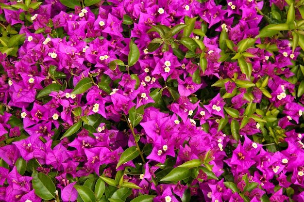 Close de flor de buganvília roxa