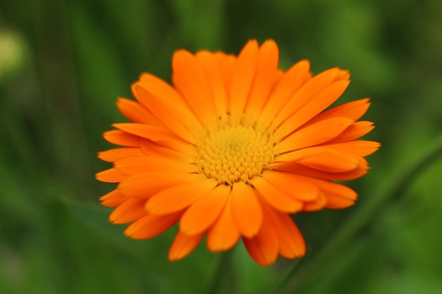 Close de flor de calêndula laranja