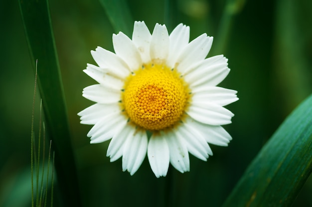 Close de flor de camomila