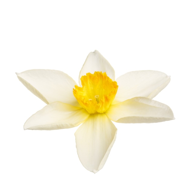 Close de flor de narciso em flor