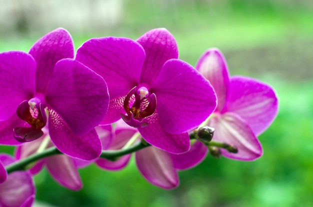 Close de flor de orquídea