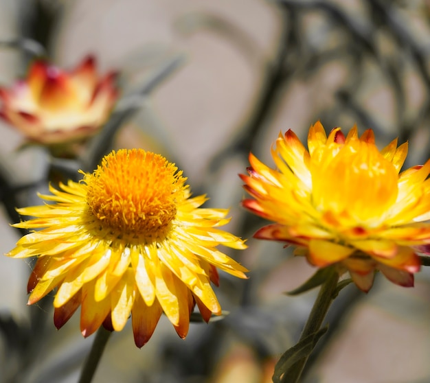 Close de flores amarelas ao sol