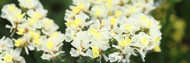 Close de flores amarelas statice crescendo no conceito de proteção ambiental do jardim