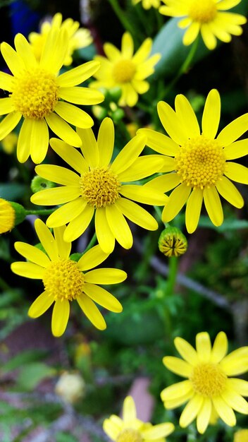 Foto close de flores amarelas