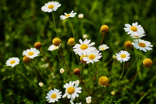 Close de flores de camomila