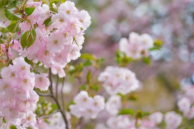 Close de flores de maçã rosa