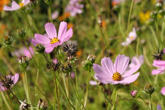 Close de flores de verão