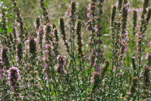 Close de flores de verão