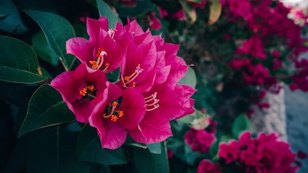 Foto close de flores roxas de buganvilla na turquia