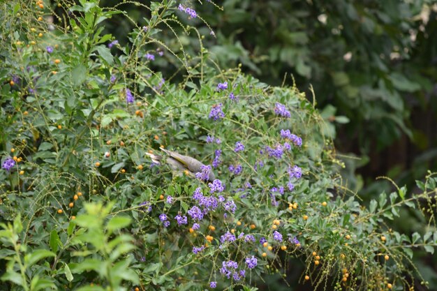 Foto close de flores roxas