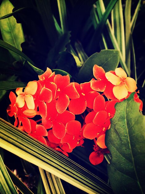 Foto close de flores vermelhas