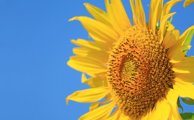 Close de floretes de disco de girassol com floretes de raio embaçado no céu azul ensolarado