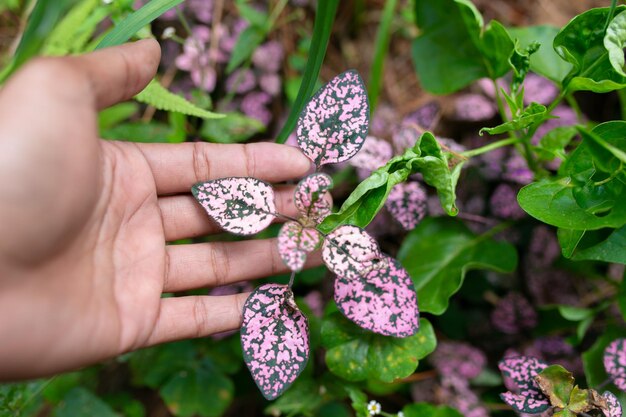 Foto close de folhas cor-de-rosa e roxas da planta aglaonema