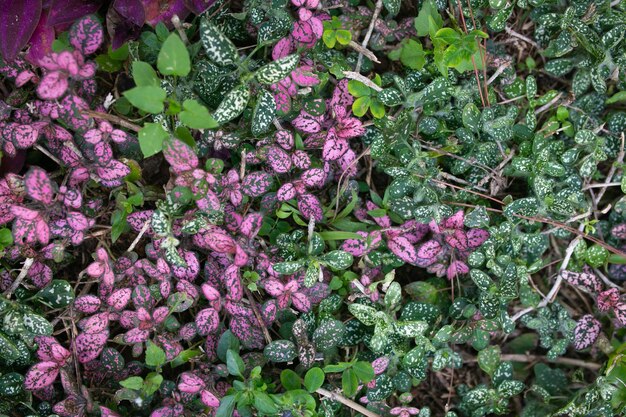 Close de folhas cor-de-rosa e roxas da planta Aglaonema