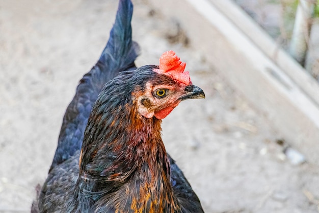 Close de frango preto na fazenda. galinha poedeira em pastejo. produção agrícola natural.