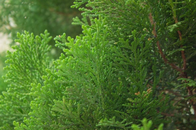 Close de galhos verdes de uma árvore de natal