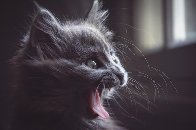 Close de gato em casa