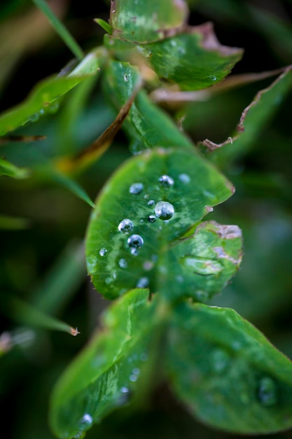 Close de gotas de água em uma folha verde