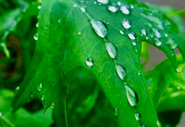 Close de gotas de chuva nas folhas