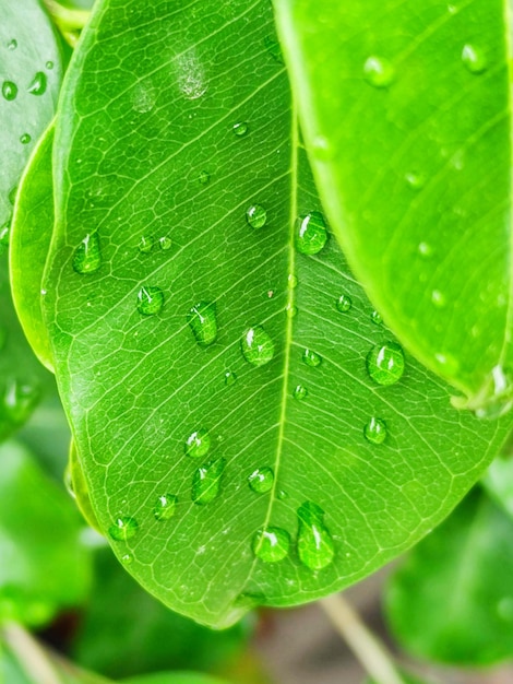 Close de gotas de chuva nas folhas