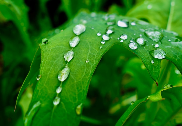 Close de gotas de chuva nas folhas