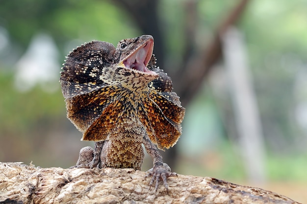 Foto close de lagarto rabugento