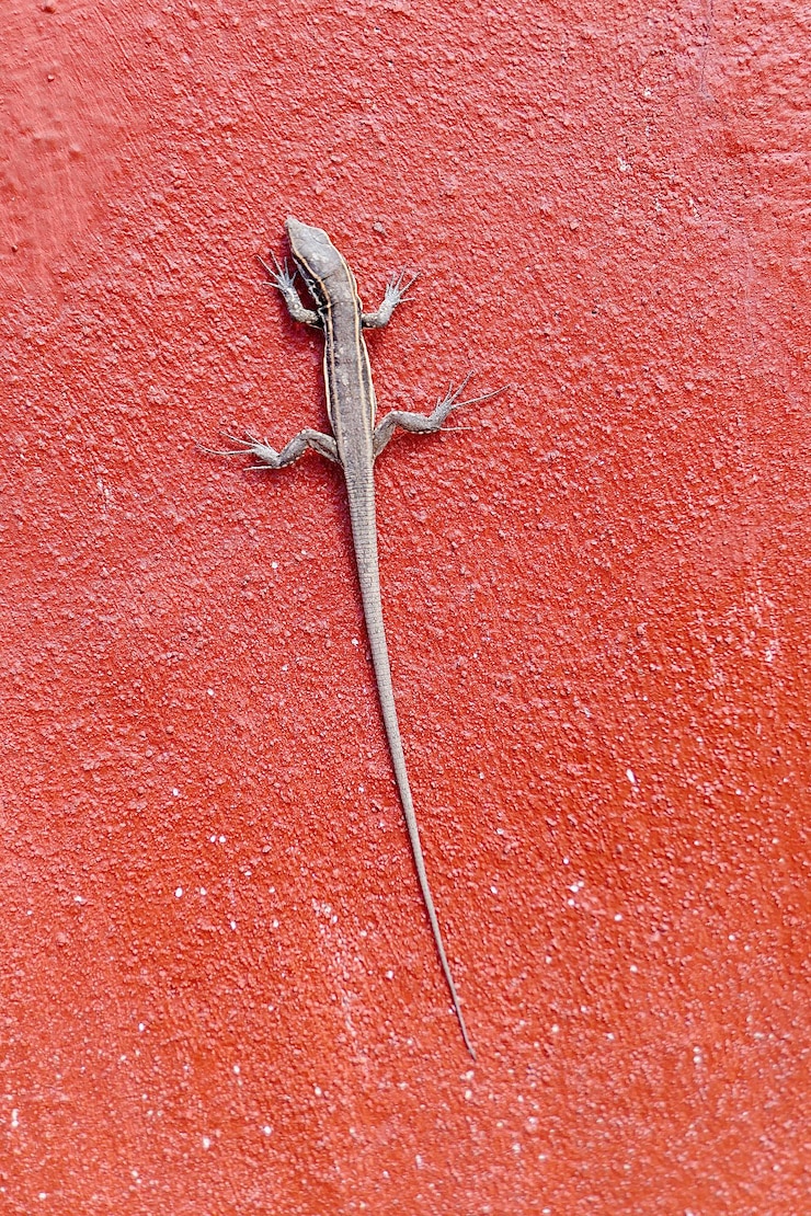 Foto close de lagarto