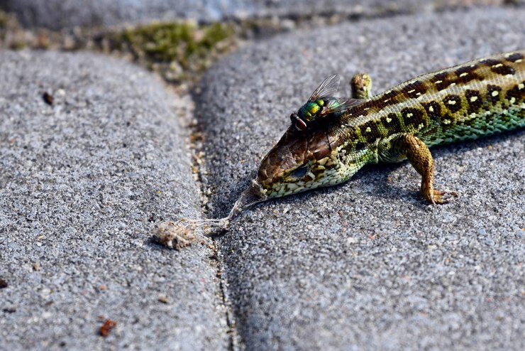 Foto close de lagarto