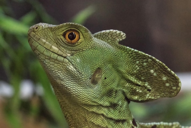 Close de lagarto