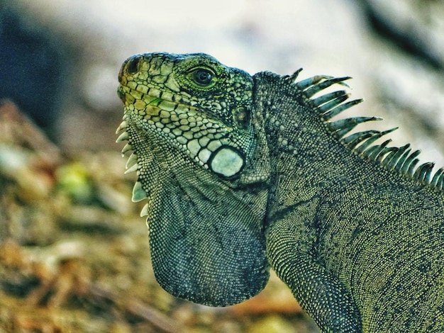 Close de lagarto