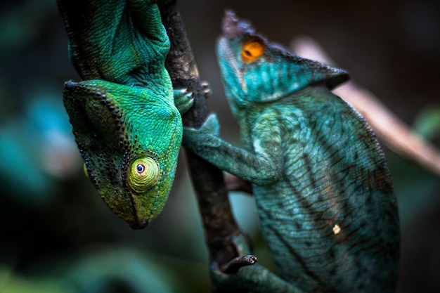 Close de lagarto