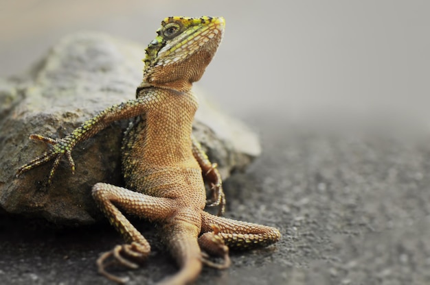 Close de lagarto