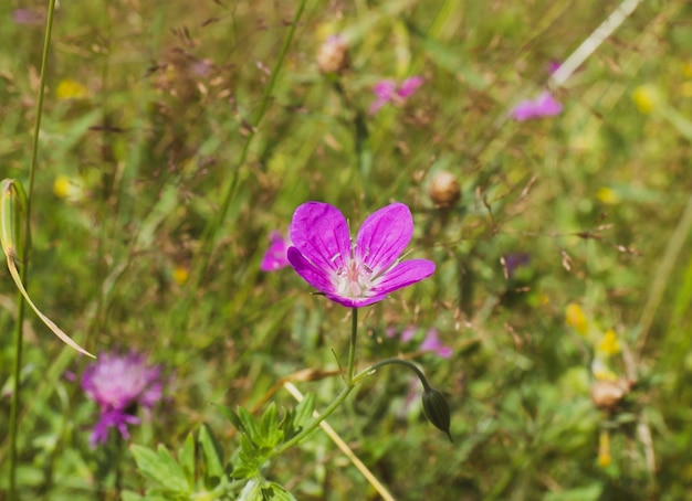 Close de lindas flores silvestres em fundo verde natural